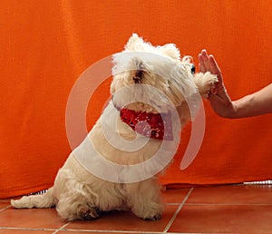 The dog greets the person. Westie. The dog gives a paw. Fluffy cute puppy. Human hand and dog paw.