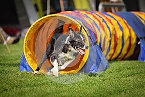 Dog grey and white border collie in agility tunel.