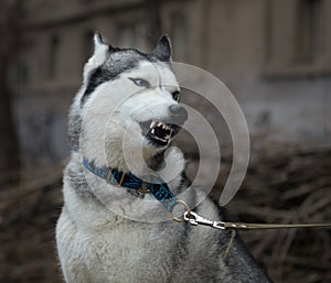 The dog grinds his teeth