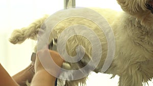 Dog groomer brush white dog in hairdresser pet salon. Handheld motion shot