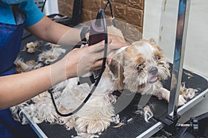 A dog groomer shaves the back of a white and orange furred shih tzu dog. Using a professional electric trimmer. Typical pet