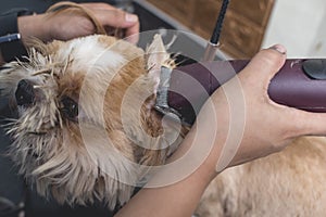 A dog groomer shaves the nape fur of a shih tzu dog. Using a professional electric trimmer. Typical pet grooming service