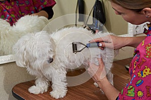 Dog groomer using undercoat rake.