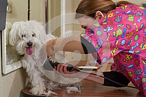 Dog groomer and white maltese.