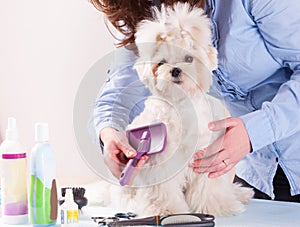 Dog grooming