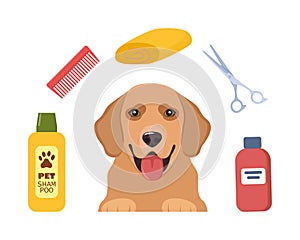 Dog Grooming. Caring for animals. Dog hair salon. Golden Retriever. Tools for the care of animals. Scissors, brush, shampoo, towel