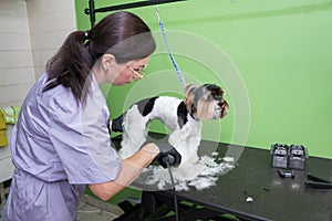 dog grooming close up. groomer\'s hands working with dog