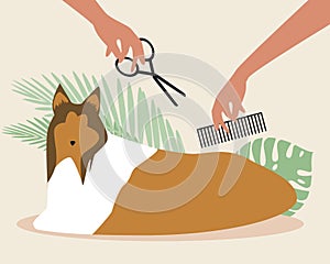 Dog grooming, collie isolated, flat vector stock illustration, master cuts pet