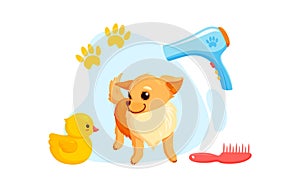 Dog grooming with dryer, combs and rubber ducks. Playful chihuahua puppy in grooming service. Vector illustration