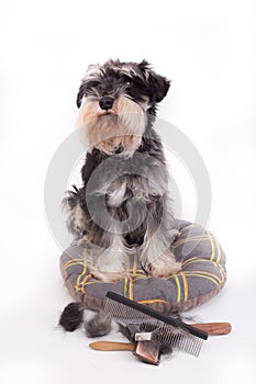 Dog with grooming equipment