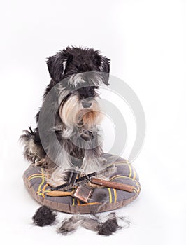 Dog with grooming equipment