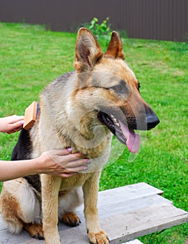 Dog grooming. The girl on the green grass is combing the fur of a German shepherd. A woman is caring for her German shepherd dog,