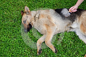 Dog grooming. The girl on the green grass is combing the fur of a German shepherd. A woman is caring for her German shepherd dog,