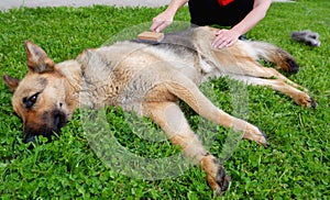 Dog grooming. The girl on the green grass is combing the fur of a German shepherd. A woman is caring for her German shepherd dog,