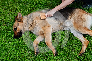 Dog grooming. The girl on the green grass is combing the fur of a German shepherd. A woman is caring for her German shepherd dog,