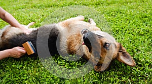 Dog grooming. The girl on the green grass is combing the fur of a German shepherd. A woman is caring for her German shepherd dog,