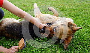 Dog grooming. The girl on the green grass is combing the fur of a German shepherd. A woman is caring for her German shepherd dog,