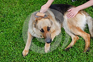 Dog grooming. The girl on the green grass is combing the fur of a German shepherd. A woman is caring for her German shepherd dog,