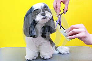 Dog grooming. Groomer with scissors and a comb in his hands on the background of the dog