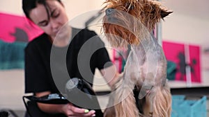 Dog Grooming. Pet Groomer Drying Wet Terrier Hair With Dryer