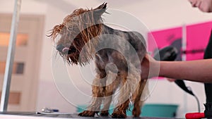 Dog Grooming. Pet Groomer Drying Wet Terrier Hair With Dryer