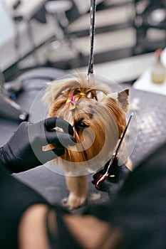 Dog Grooming At Pet Salon. Funny Dog Getting Haircut