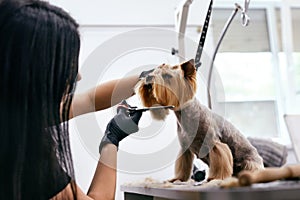 Dog Grooming At Pet Salon. Funny Dog Getting Haircut photo
