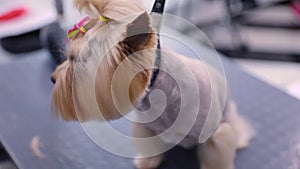 Dog Grooming At Pet Salon. Groomer Brushing With Comb Closeup