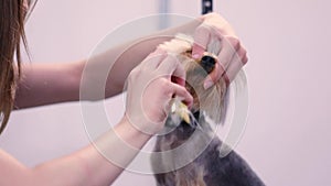 Dog Grooming At Pet Salon. Groomer Brushing With Comb Closeup