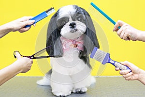 Dog in a grooming salon