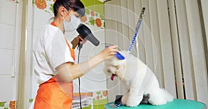 Dog grooming in salon. Professional dog groomer. Beautiful young woman making hairstyle for dog