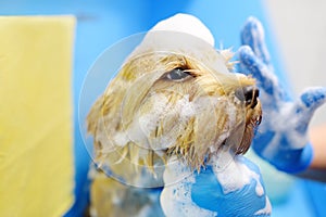 Dog grooming salon. Skillful female groomer washing cute terrier dog using shampoo. Pet care in veterinary clinic