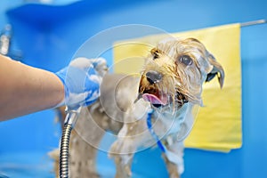 Dog grooming salon. Skillful female groomer washing cute terrier dog using shampoo. Pet care in veterinary clinic