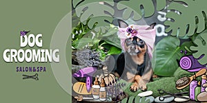 Dog Grooming Salon and spa Poster,  banner . Photo and illustration, cartoon style.  Dog in the spa care items and plants.