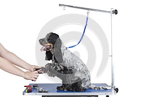 Dog grooming table photo