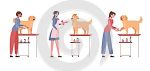 Dog grooming. A woman makes a haircut for a golden retriever, dries with a hairdryer, cuts her nails. Vector