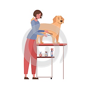 Dog grooming. A woman makes a haircut for golden retriever. Vector illustration isolated on white background. Cartoon