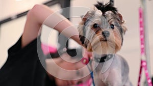 Dog Grooming. Yorkshire Terrier Getting Hair Cut At Pet Salon