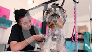 Dog Grooming. Yorkshire Terrier Getting Hair Cut At Pet Salon