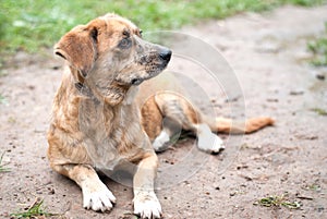 Dog on the ground posture