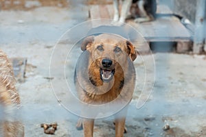 Dog growls in a cage