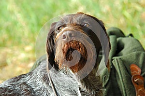 Dog guarding photo