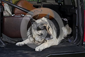 Dog Guarding A Car