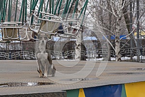 Dog is guarding carousel in entertaiment park