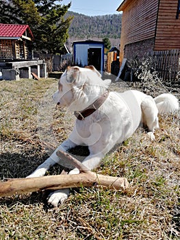 The dog is guarding the dacha