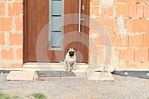 Dog guarding door photo