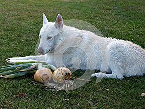 Dog guarding harvest