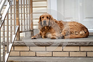 Dog guarding the house