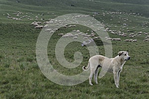 Dog guarding a large flock of sheep