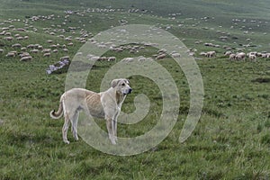 Dog guarding a large flock of sheep in mountains